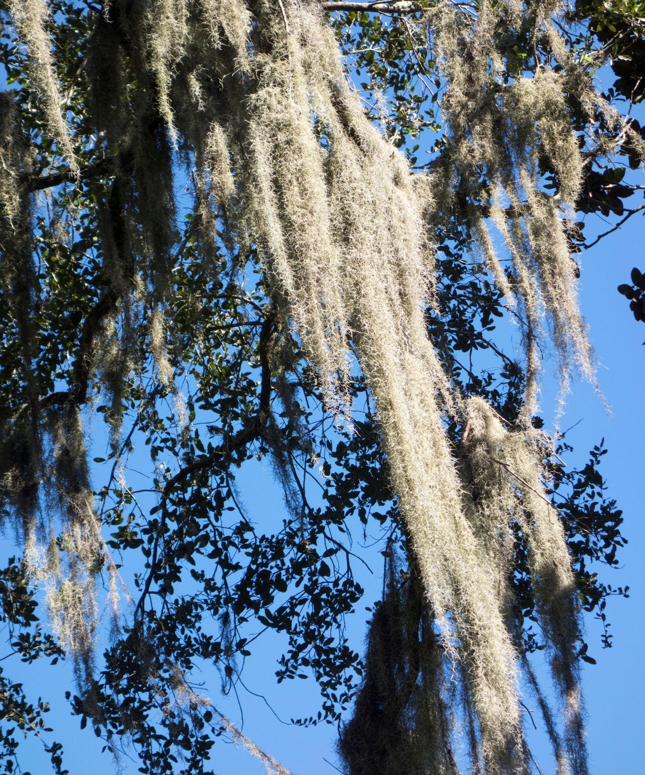 Does Spanish moss kill trees? The experts advise Homes & Gardens