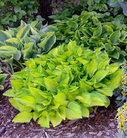 Shade Tolerant Plants In The Garden