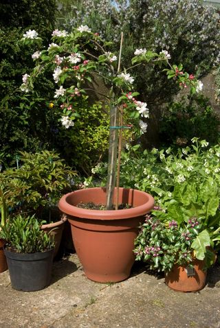 best fruit trees to grow in pots: apple tree in a pot in blossom