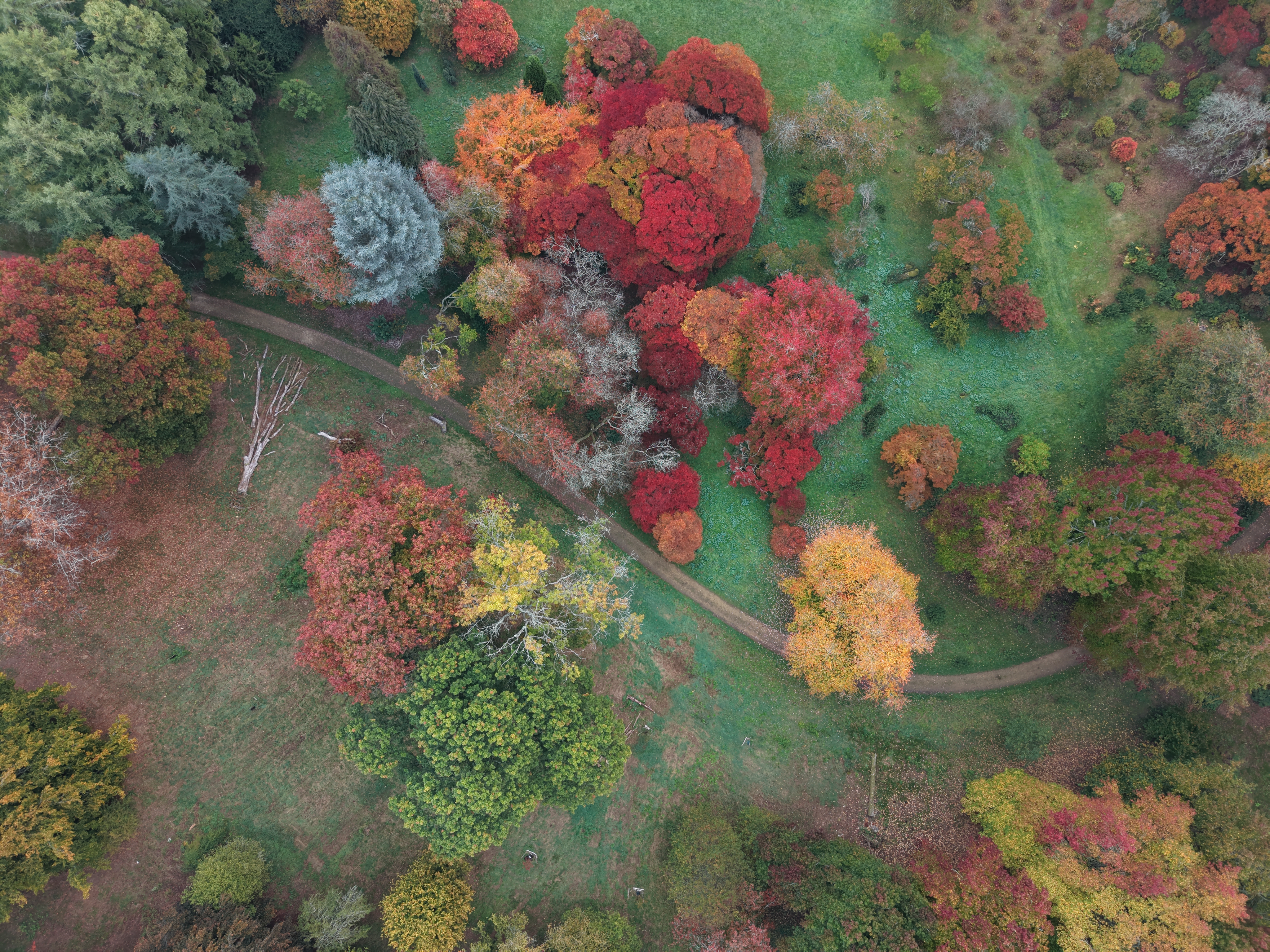 DJI Mini 5 Pro sample images: aerial view of an autumnal arboretum