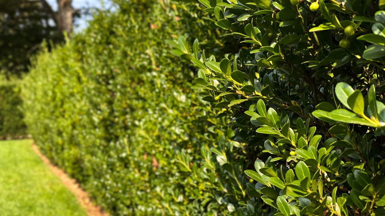 Close up of a freshly clipped ilex hedge