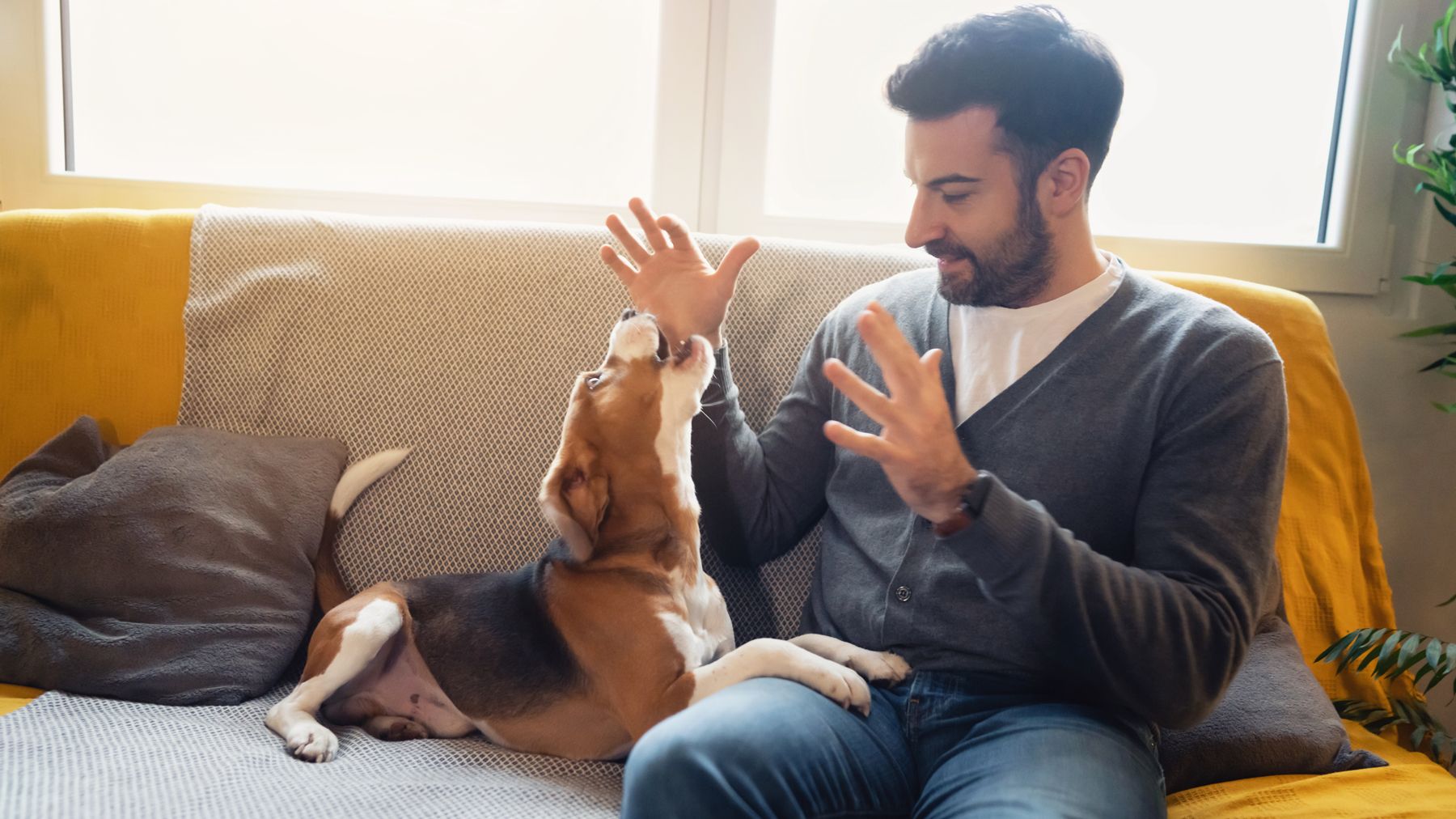 Trainer reveals 5 reasons why your dog barks at you, and what you can