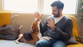 Dog barking at its owner on a couch