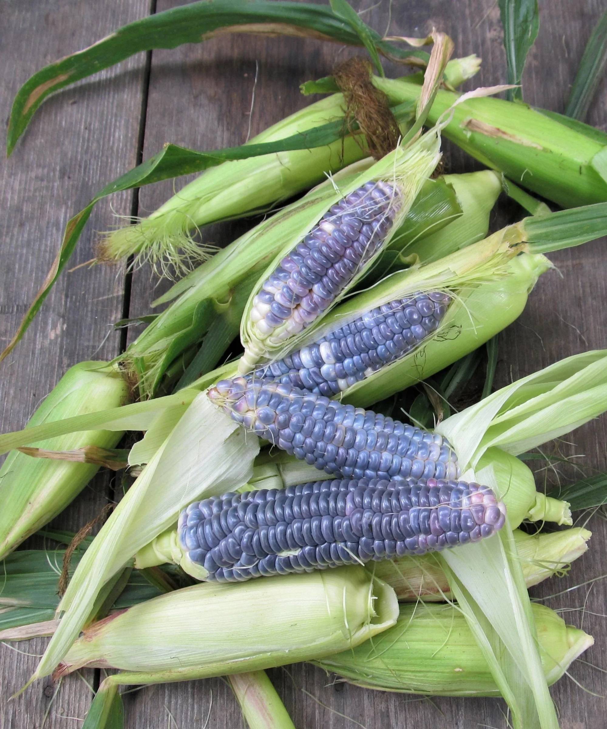 Ears of blue corn