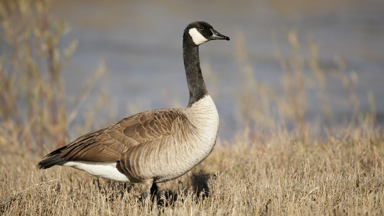 A Canada goose