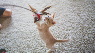 Cat jumping up to play with a bird feather toy