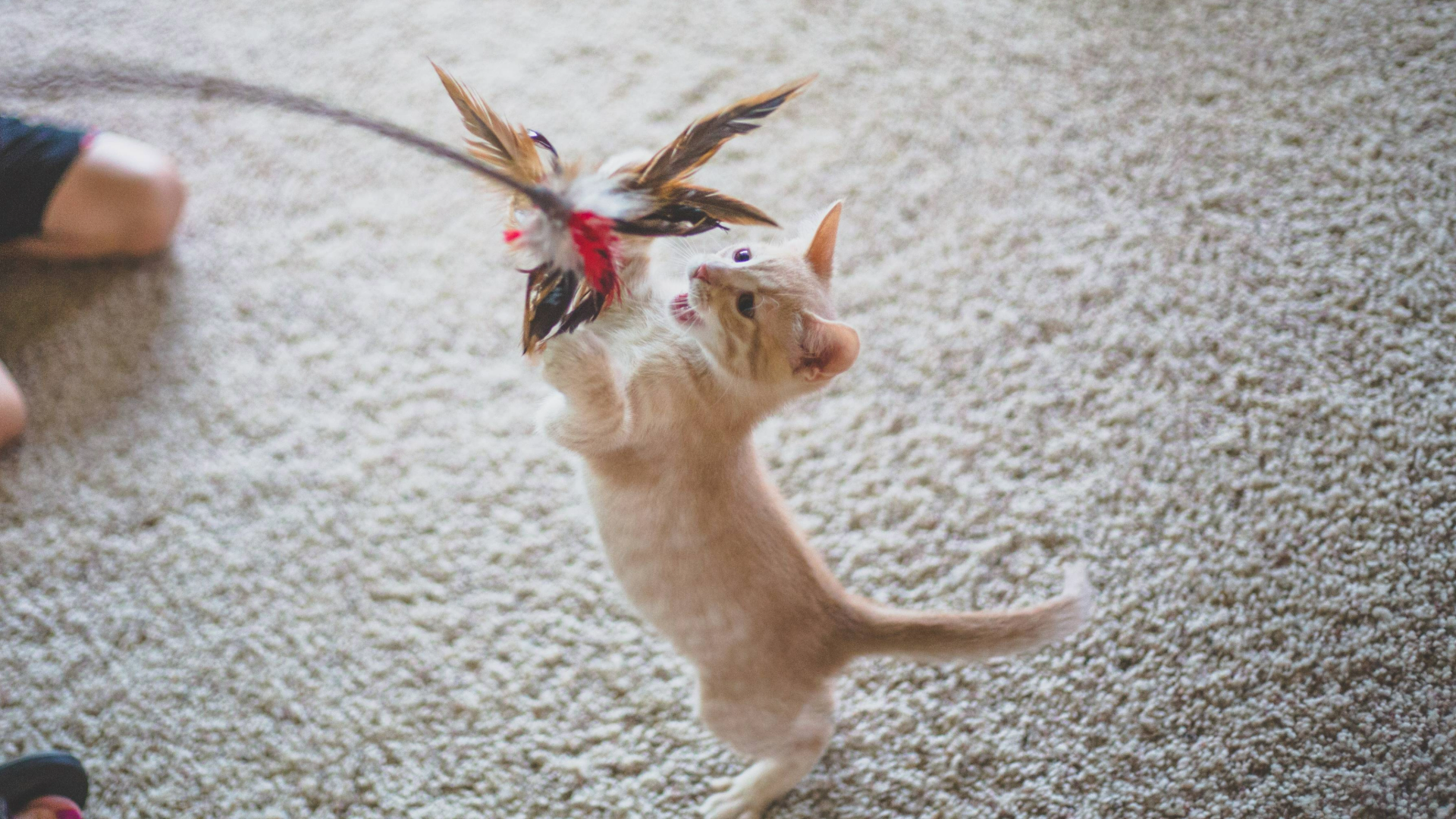 Interactive Cat Toy,Stick Game Ergonomic Handle - Toys For Cats,for