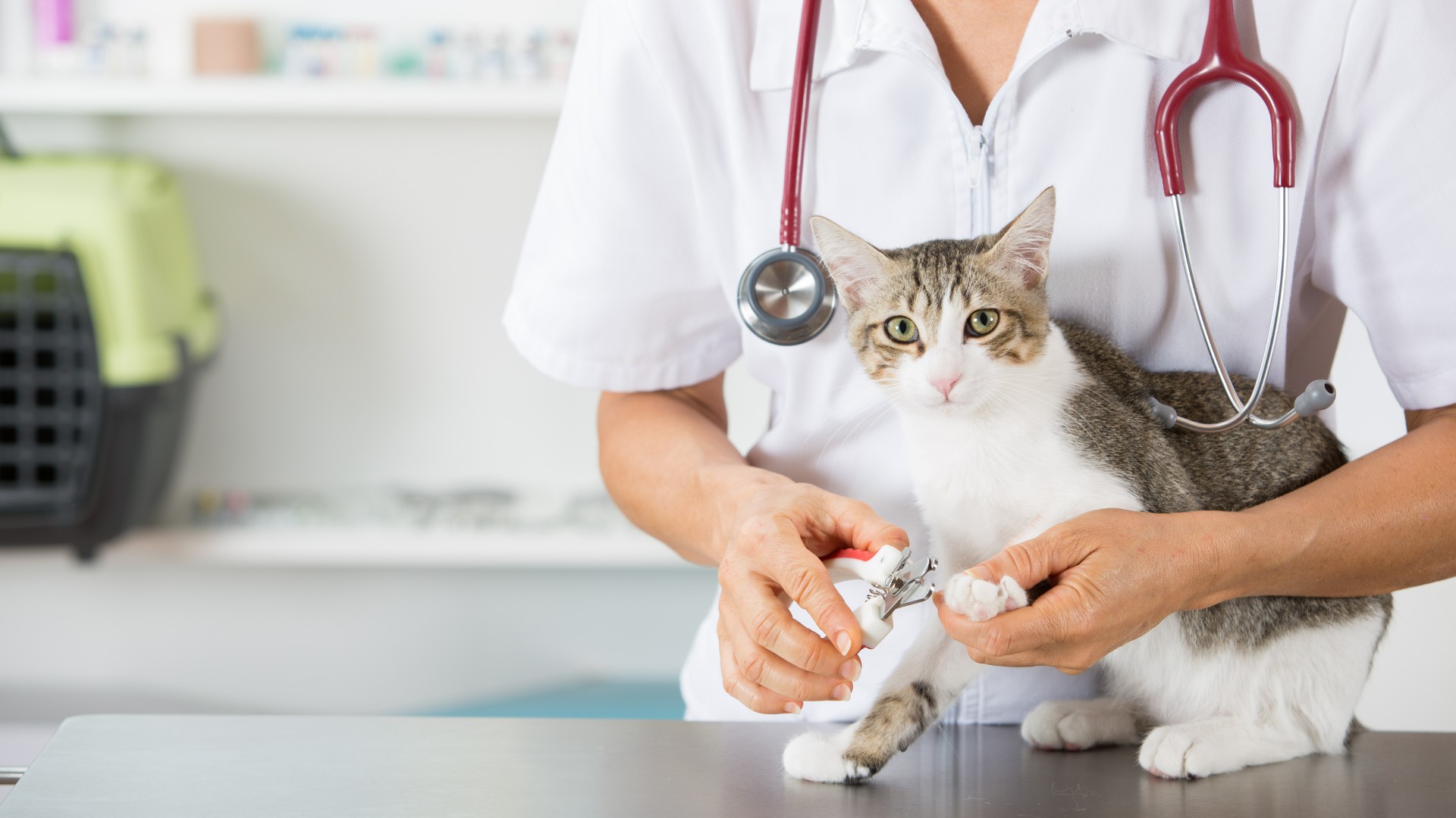 Cat with a vet