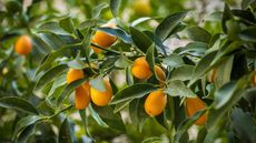 kumquat tree with fruits