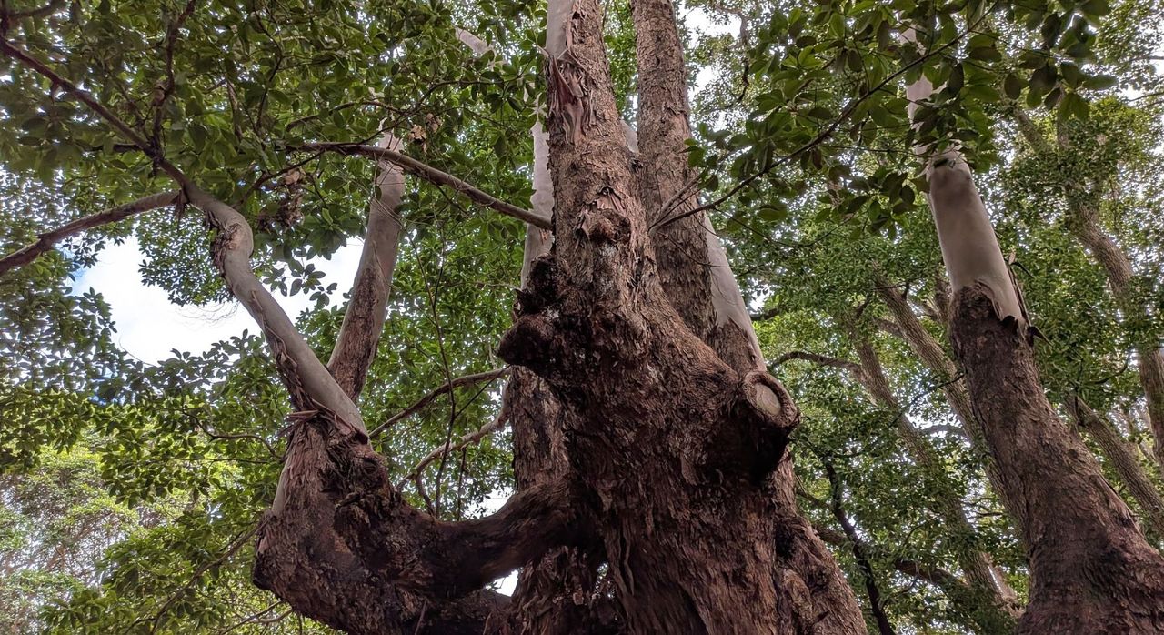A close up shot of a tree