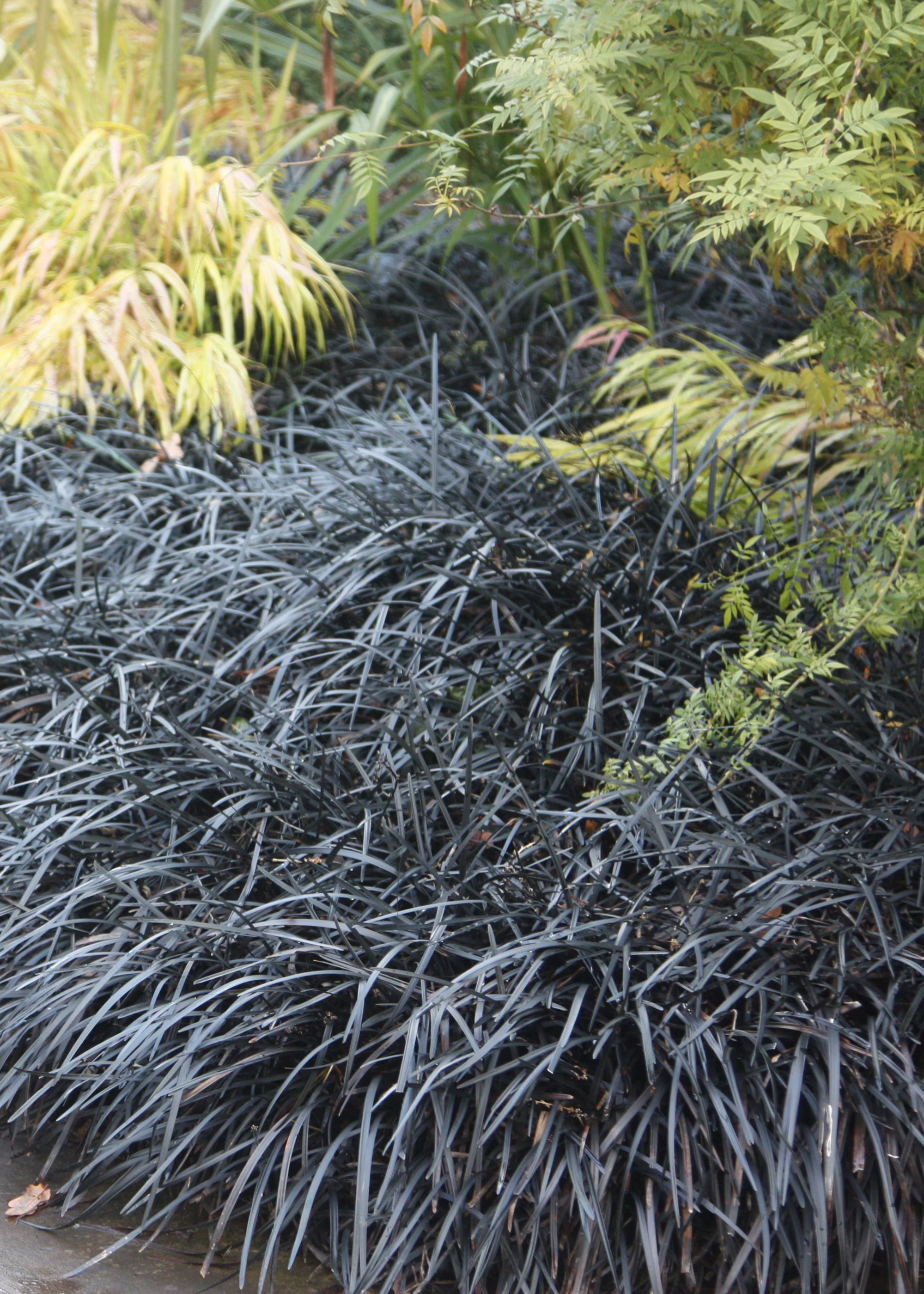 A patch of black mondo grass