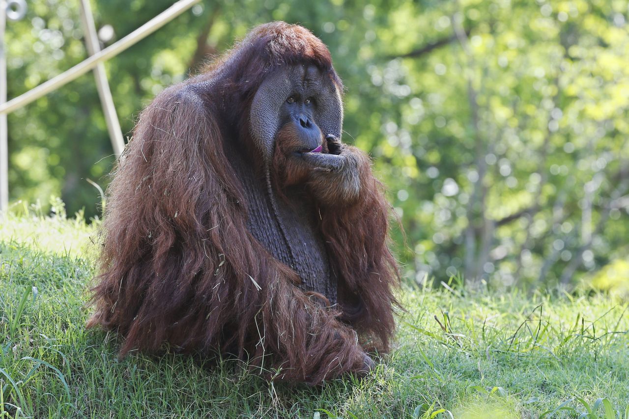 An orangutan.