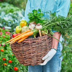 Gardener holds basket of freshly harvested vegetables