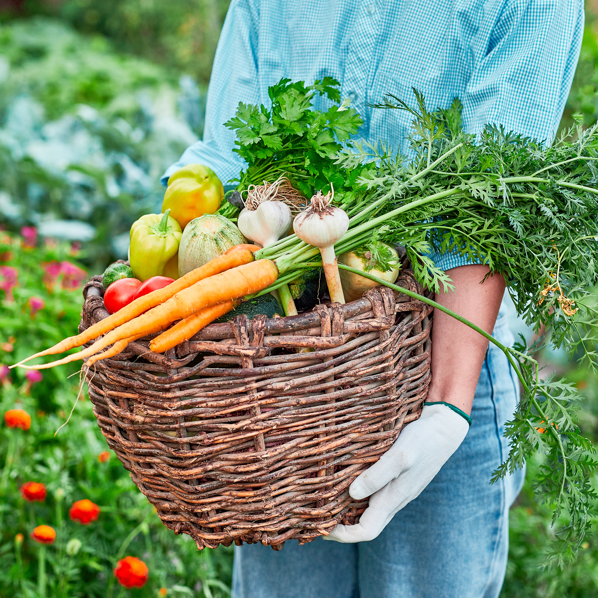 Gardener holds basket of freshly harvested vegetables