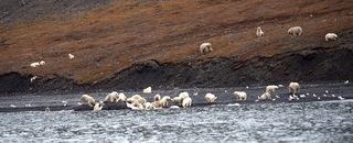 Polar bears eating whale