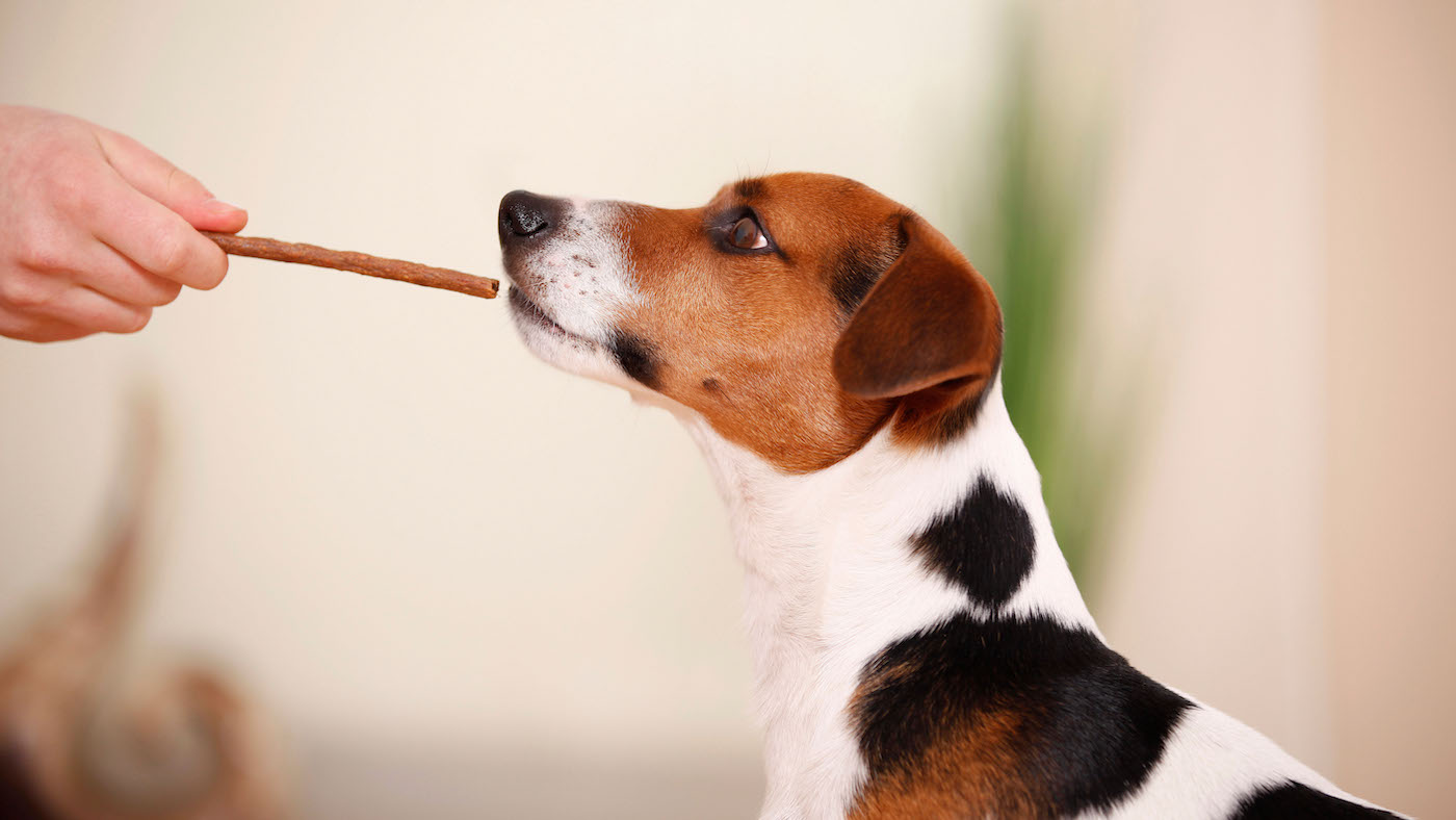 Best dog treats: terrier being offered a treat