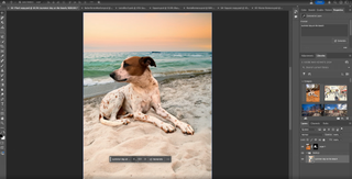 Photo of dog being edited in Photoshop