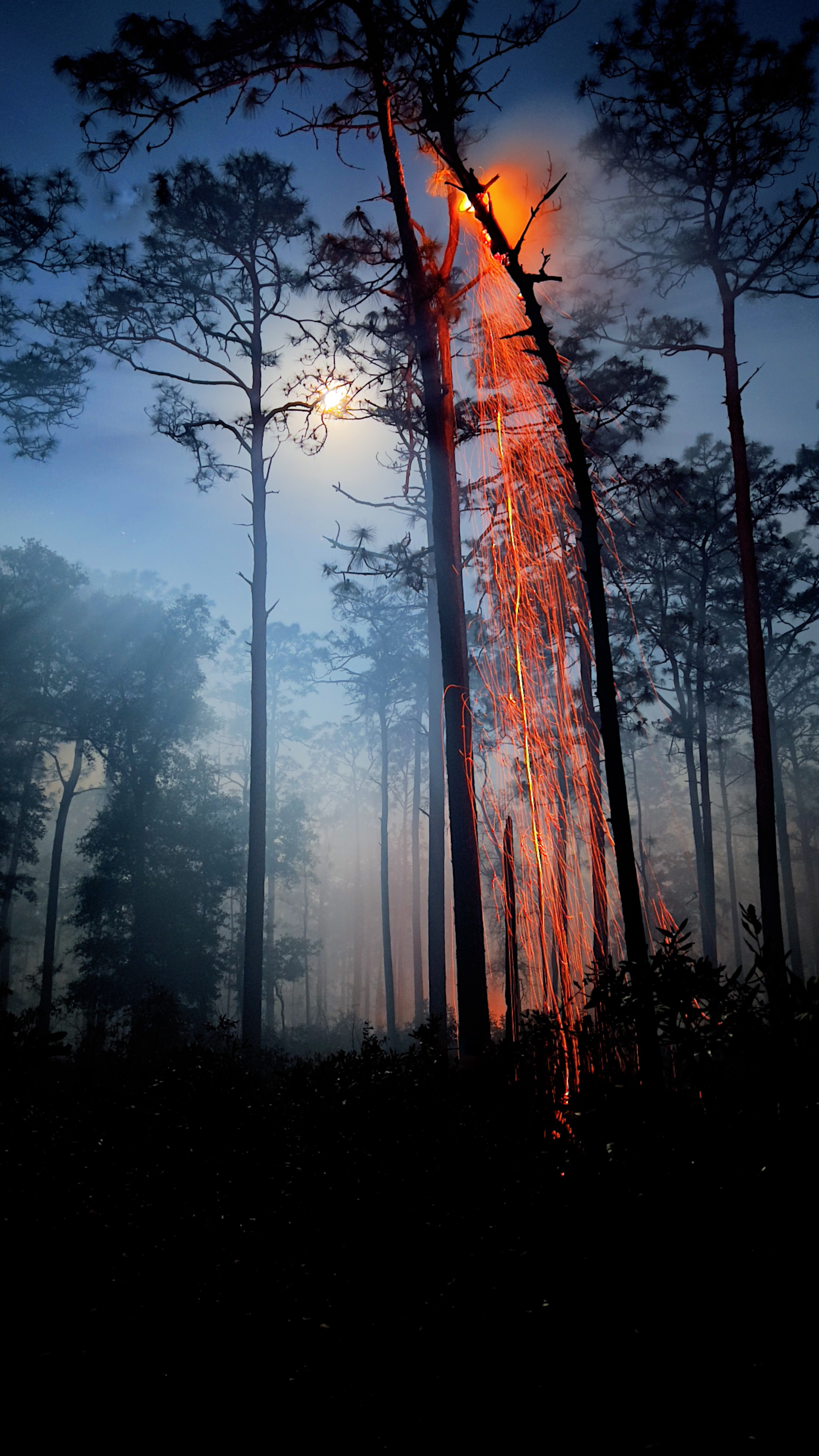 Falling embers through a forest fire