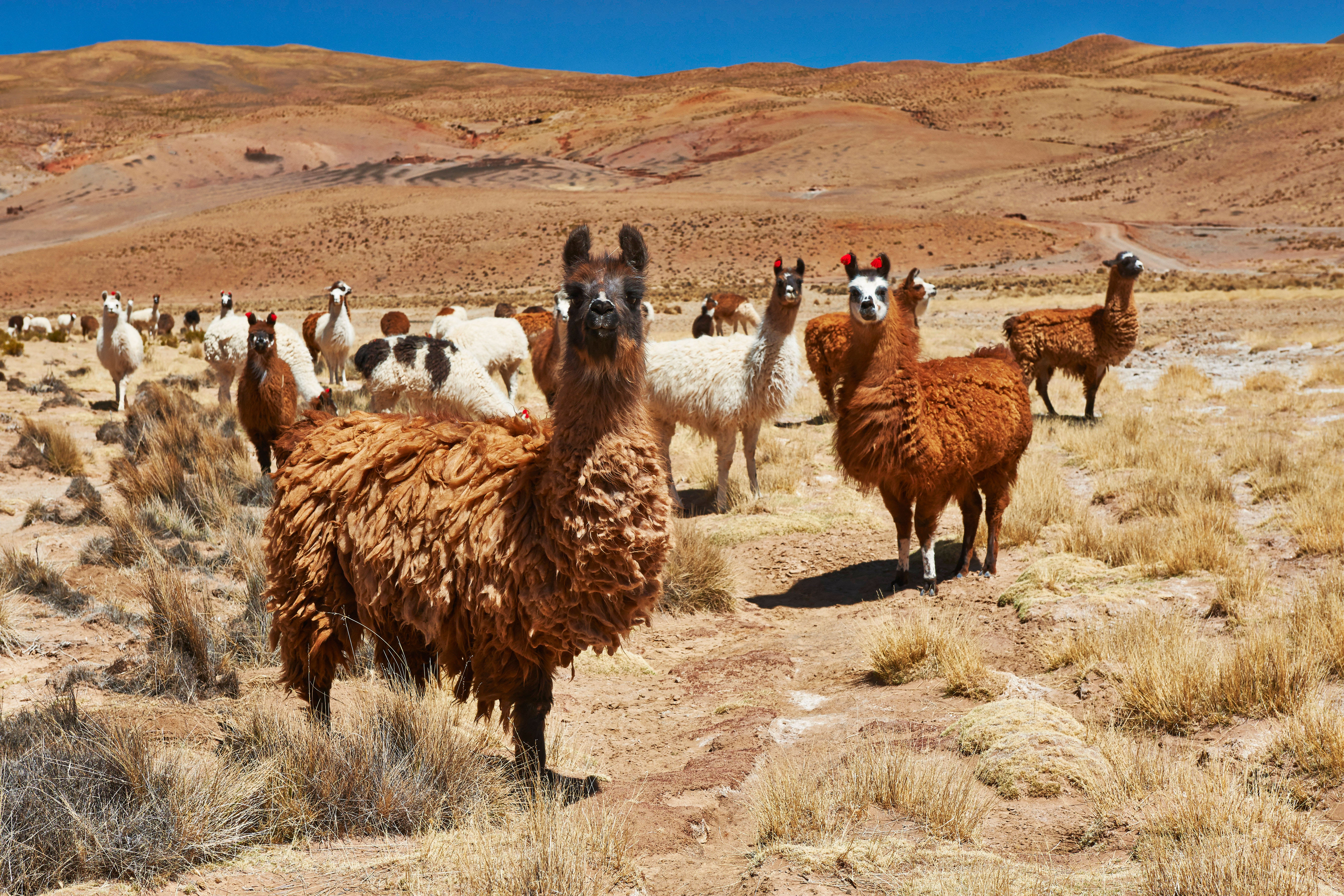 Llamas