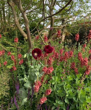 red poppies and lupins at chelsea flower show 2022