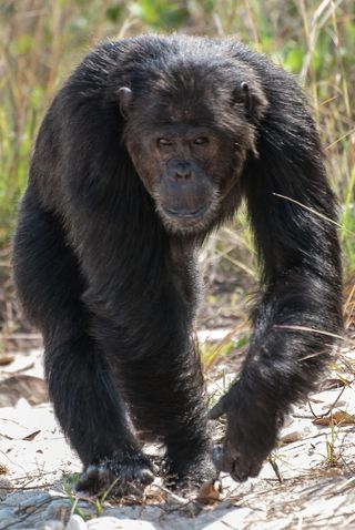 Chimp walking around