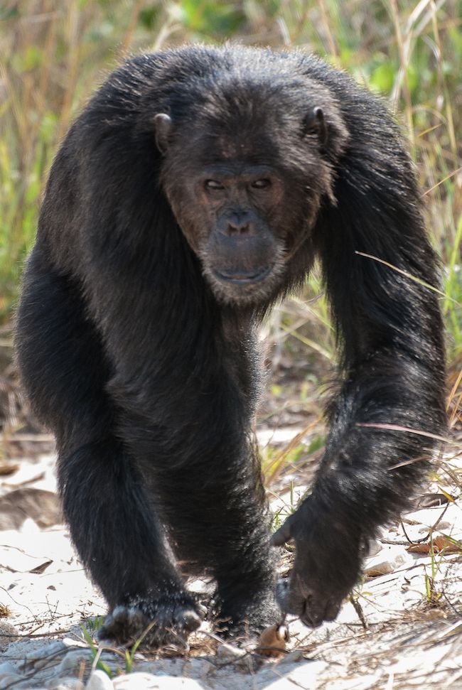 Image Gallery: Lethal Aggression in Wild Chimpanzees | Live Science