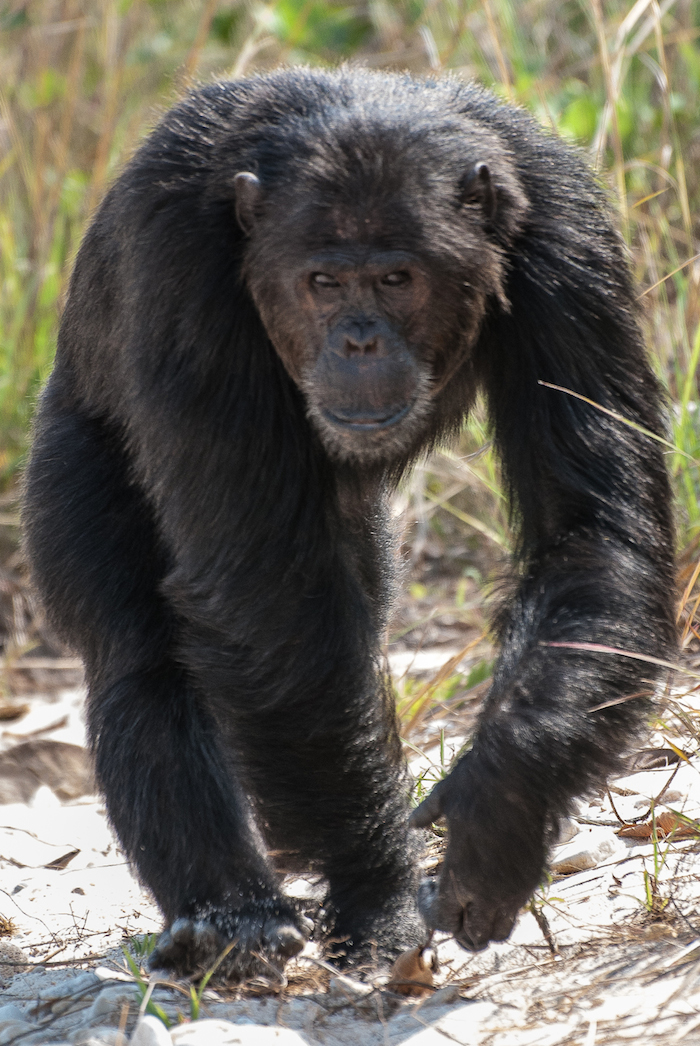 average chimpanzee height