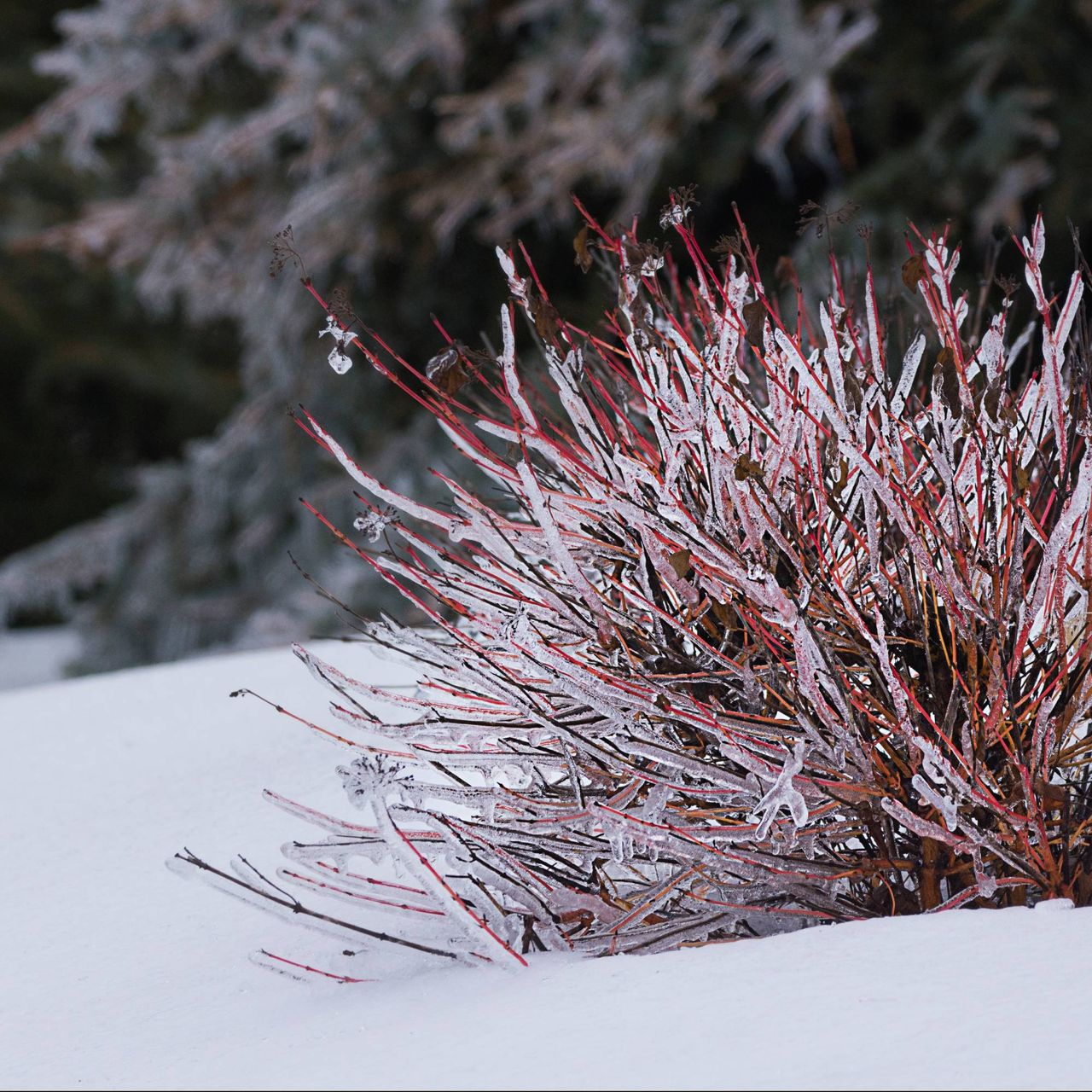 Red twig dogwood in snow encased in ice