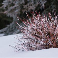 Red twig dogwood in snow encased in ice
