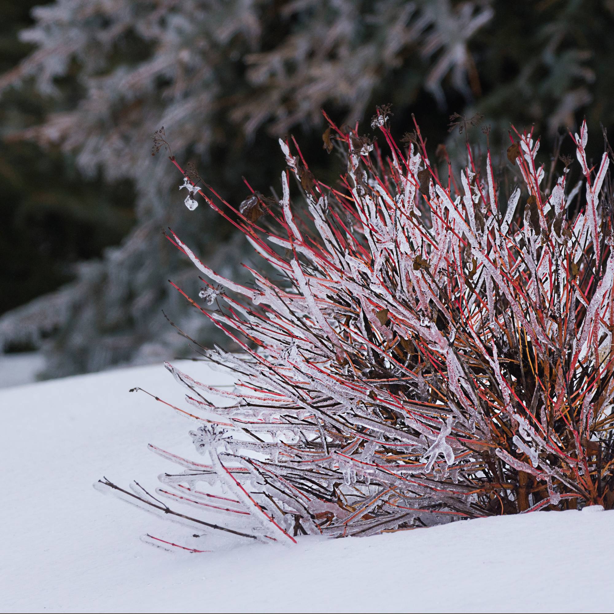 Red twig dogwood in snow encased in ice