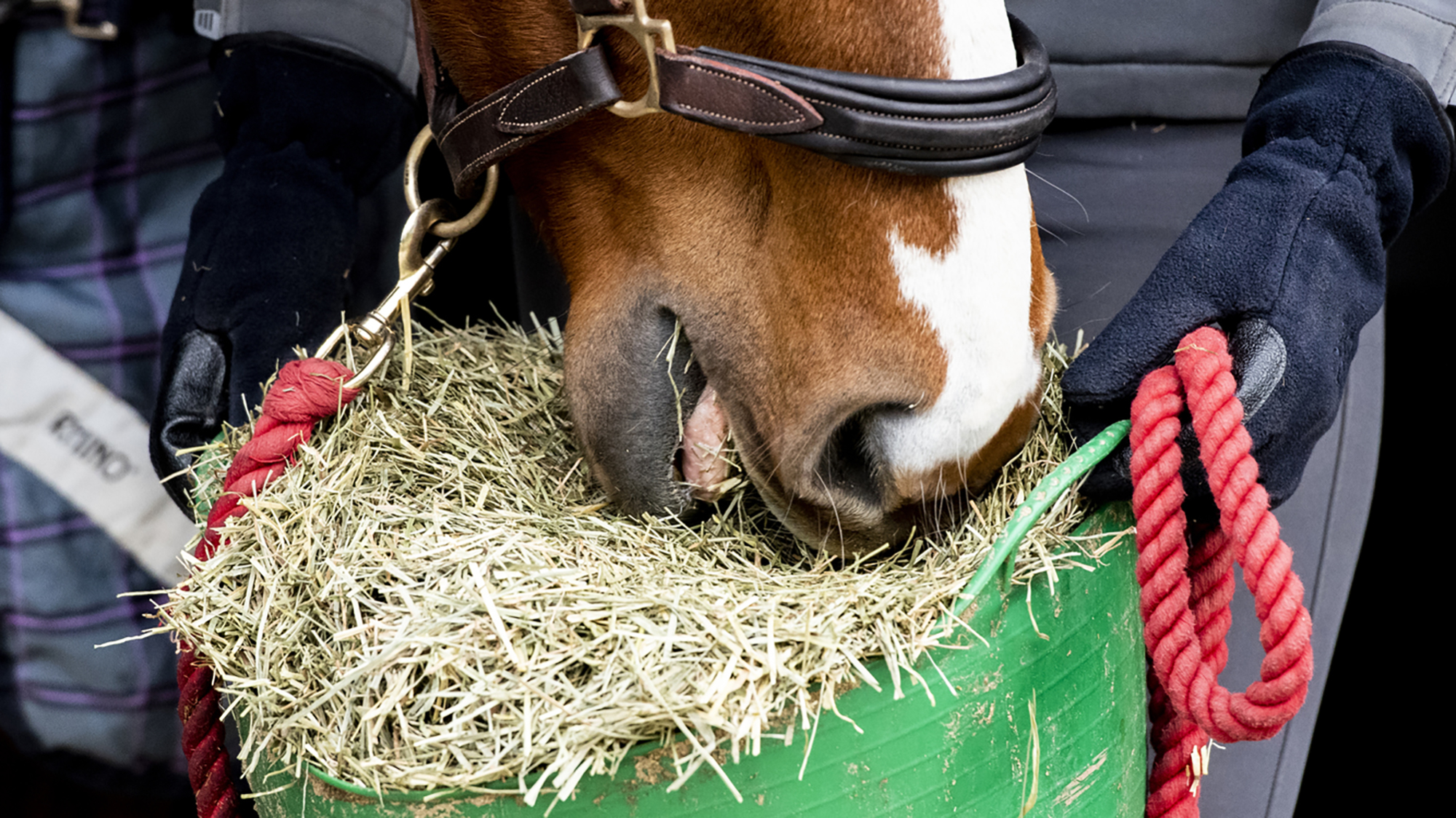 A close up of a horse wearing a leather headcollar as he eats a hay replacer from a large green trug being held by a person wearing winter riding gloves