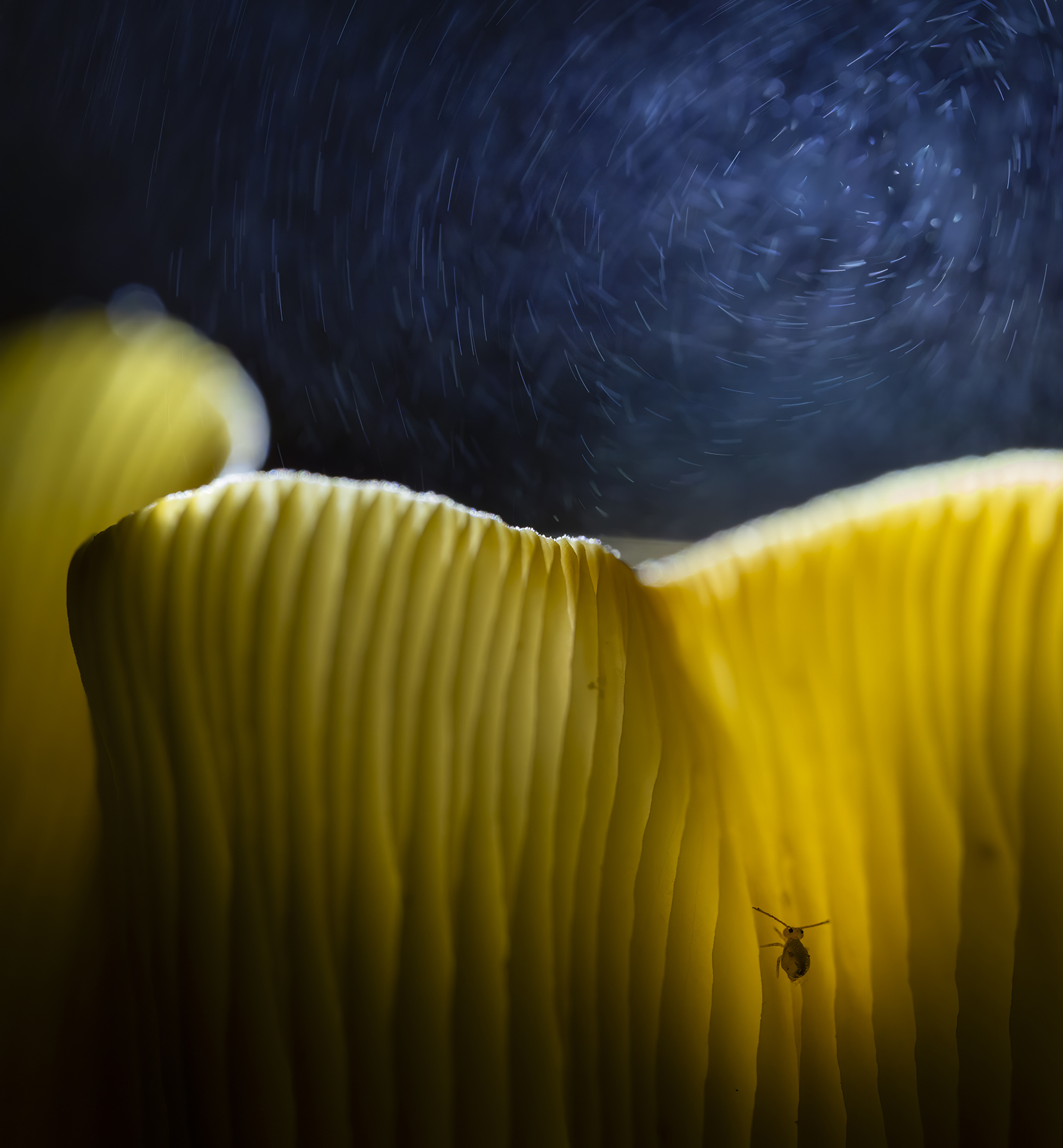 Close-up of a yellow mushroom's ridged edge, with a tiny insect crawling on it, against a dark, blurred background