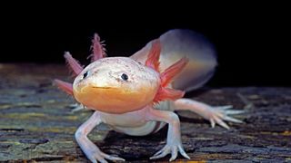 Best exotic pets - Axolotl