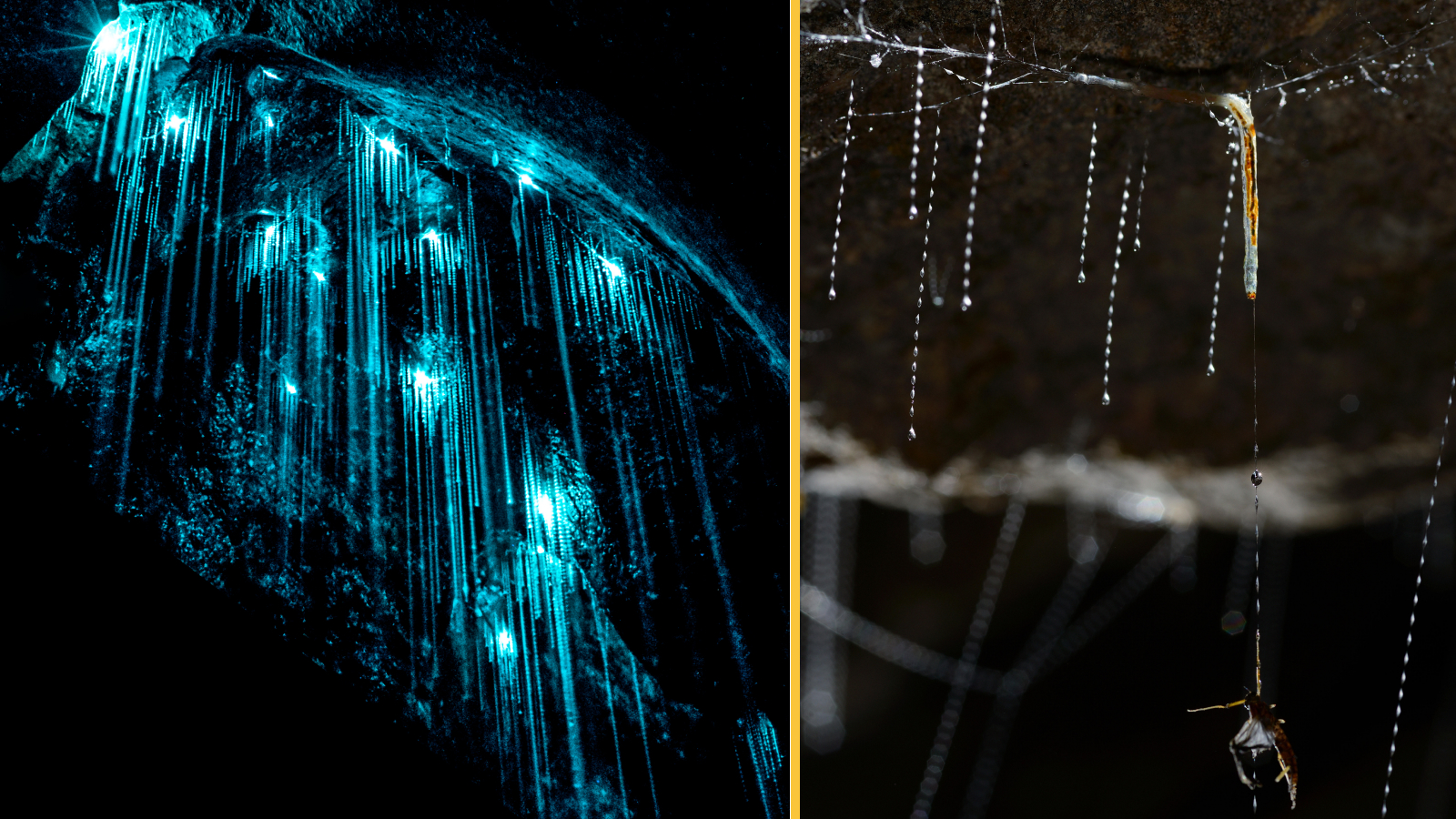 (left) strings of glow worms coming down from the ceiling of a cave, glowing a bright blue, (right) close-up photograph of a glow worm reeling up its prey stuck on the fishing line.