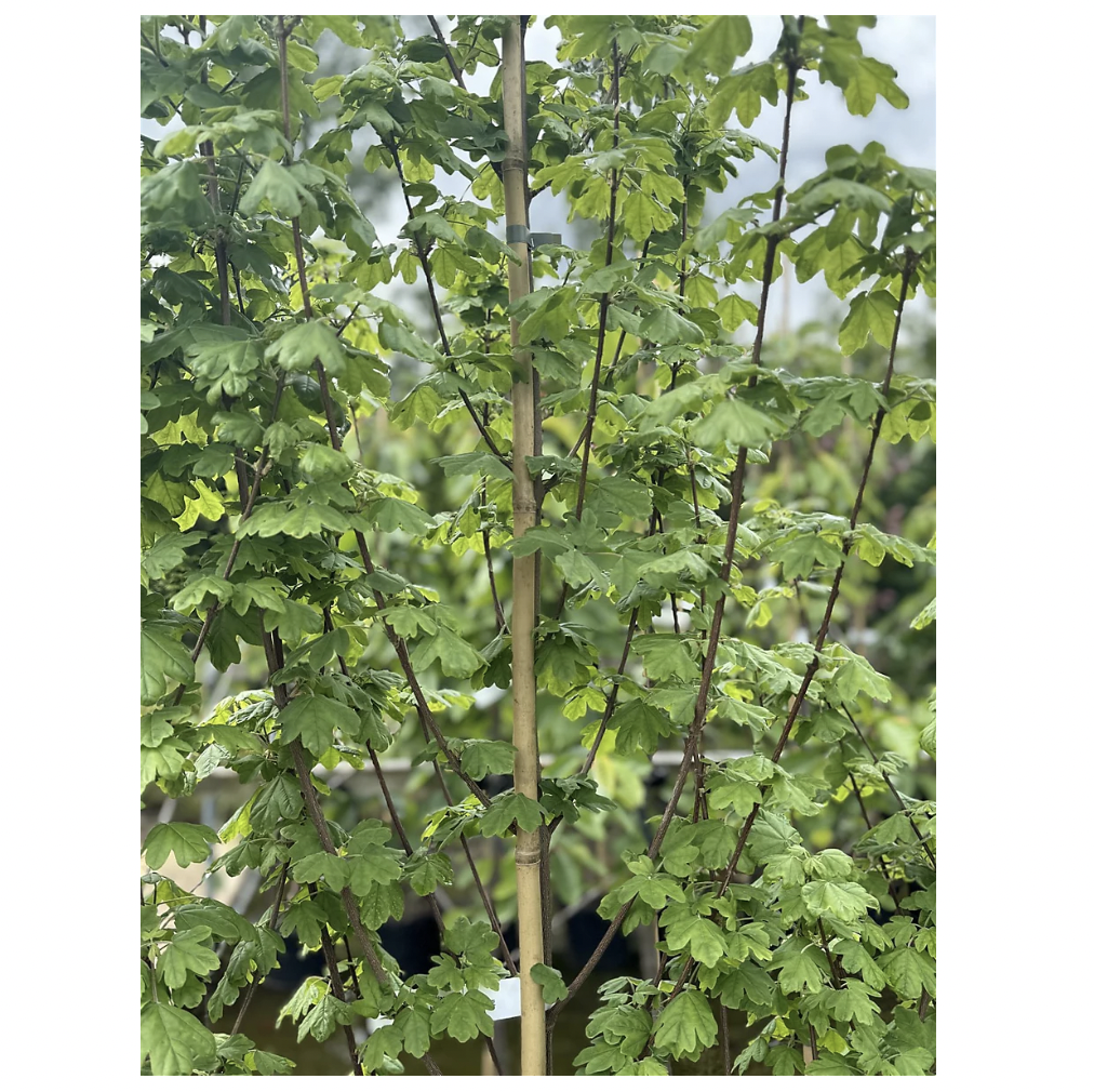 B&Q, Acer Campestre Field Maple Tree in 3l Pot