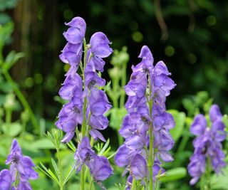 Purple flowers of monk's hood, or aconitum, in a garden border