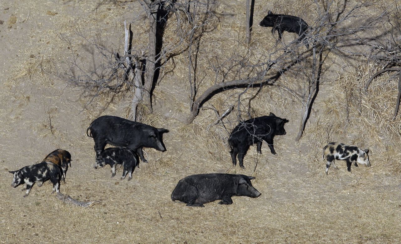 Feral hogs.