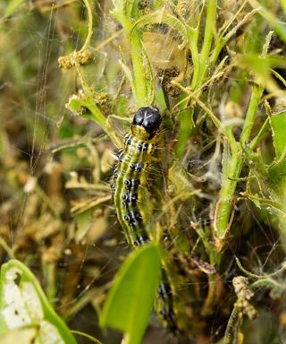 A box caterpillar up close on a boxwood bush