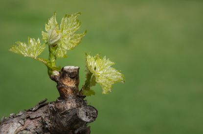 GettyImages-1335003937.jpg