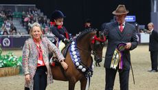 HOYS 2024 mini show pony of the year champion