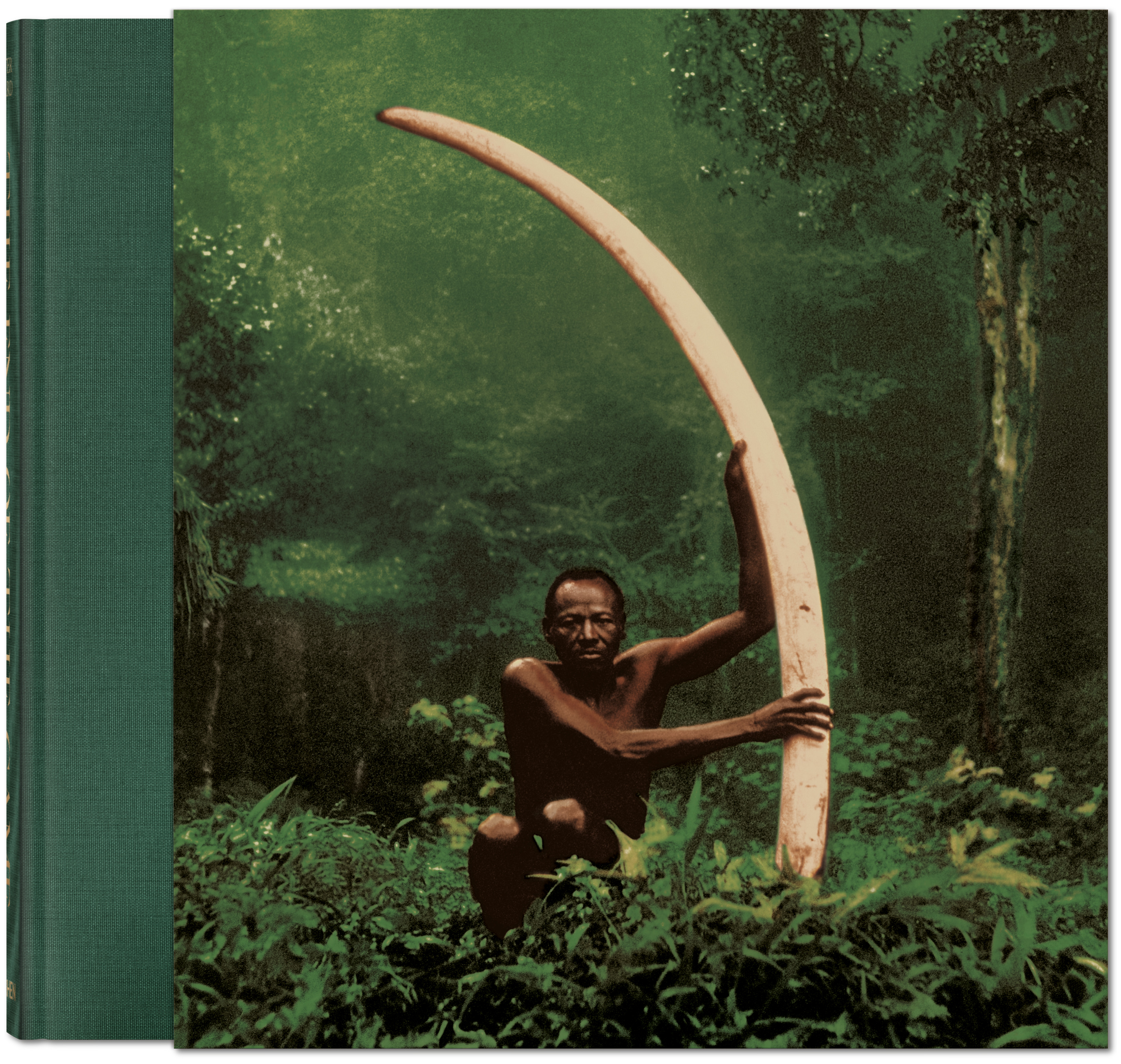 A color photograph of a man in a lush forest holding a massive, curved elephant tusk that towers over him.