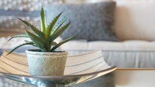 An Aloe Vera plant in a well lit and modern living room
