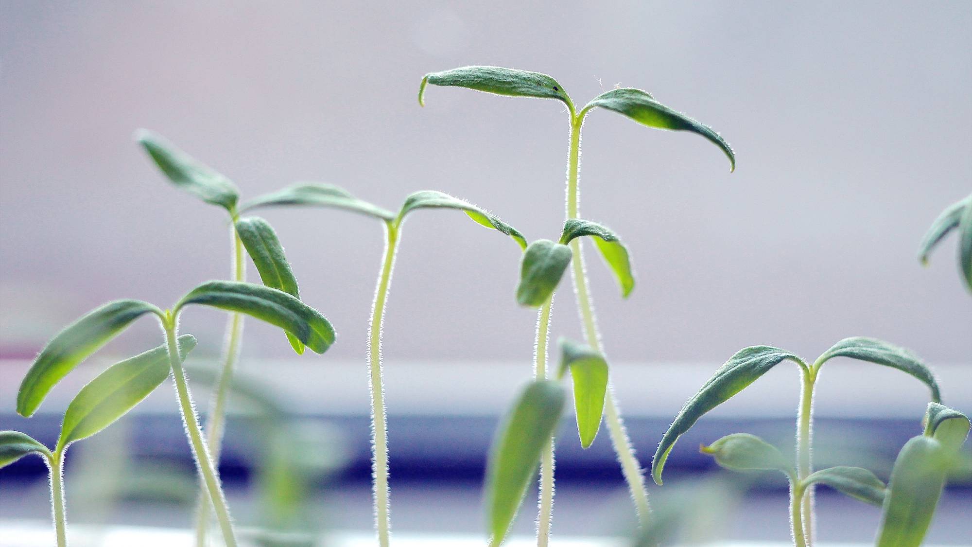 Leggy seedlings