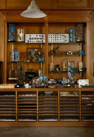 A cabinet of curiosities filled with butterflies.