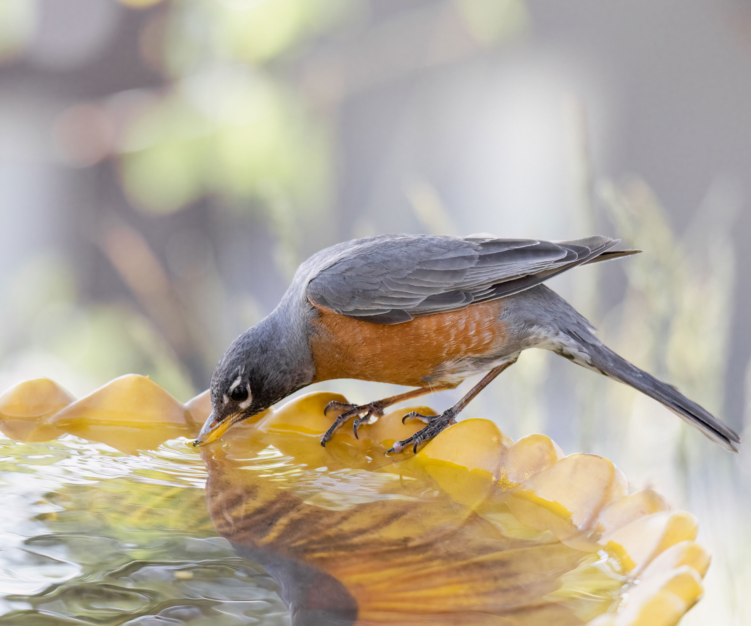 American robin drinking water from bird bath