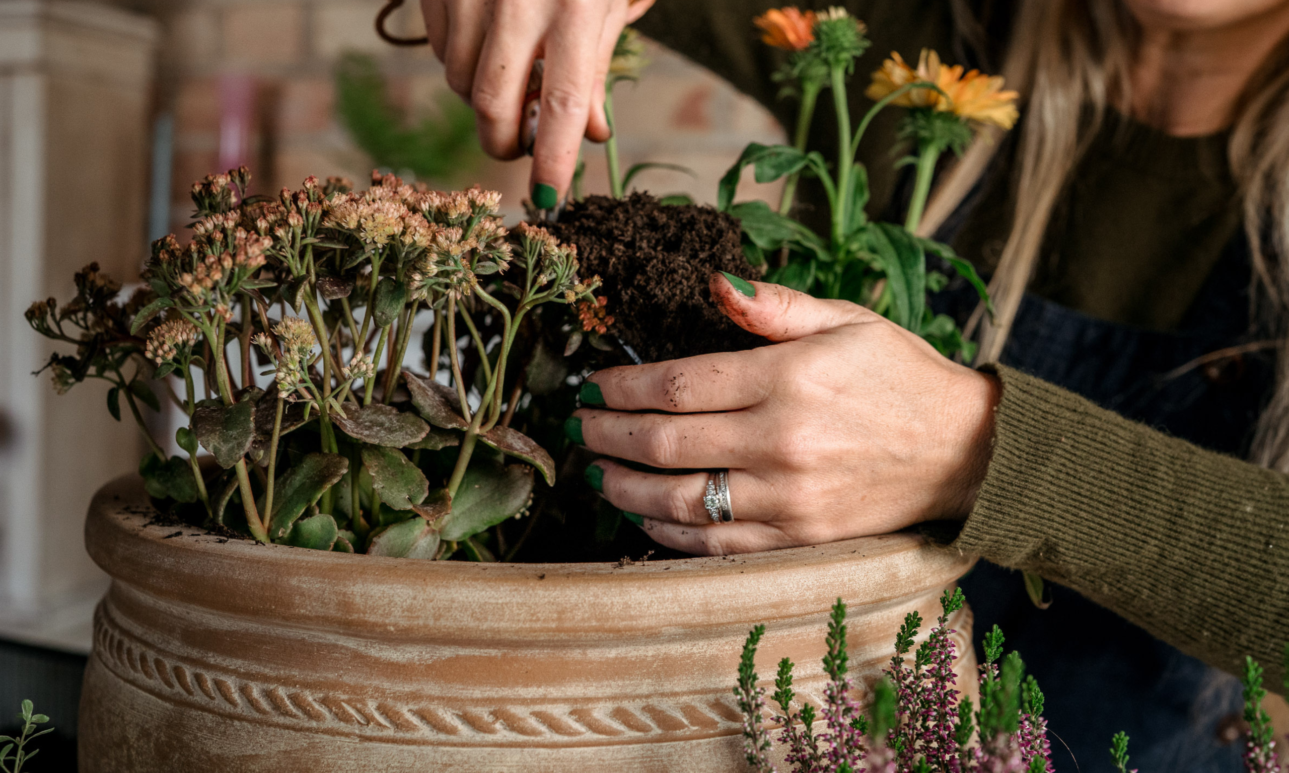 Hands planting terracotta pot with fall sedum and coneflower