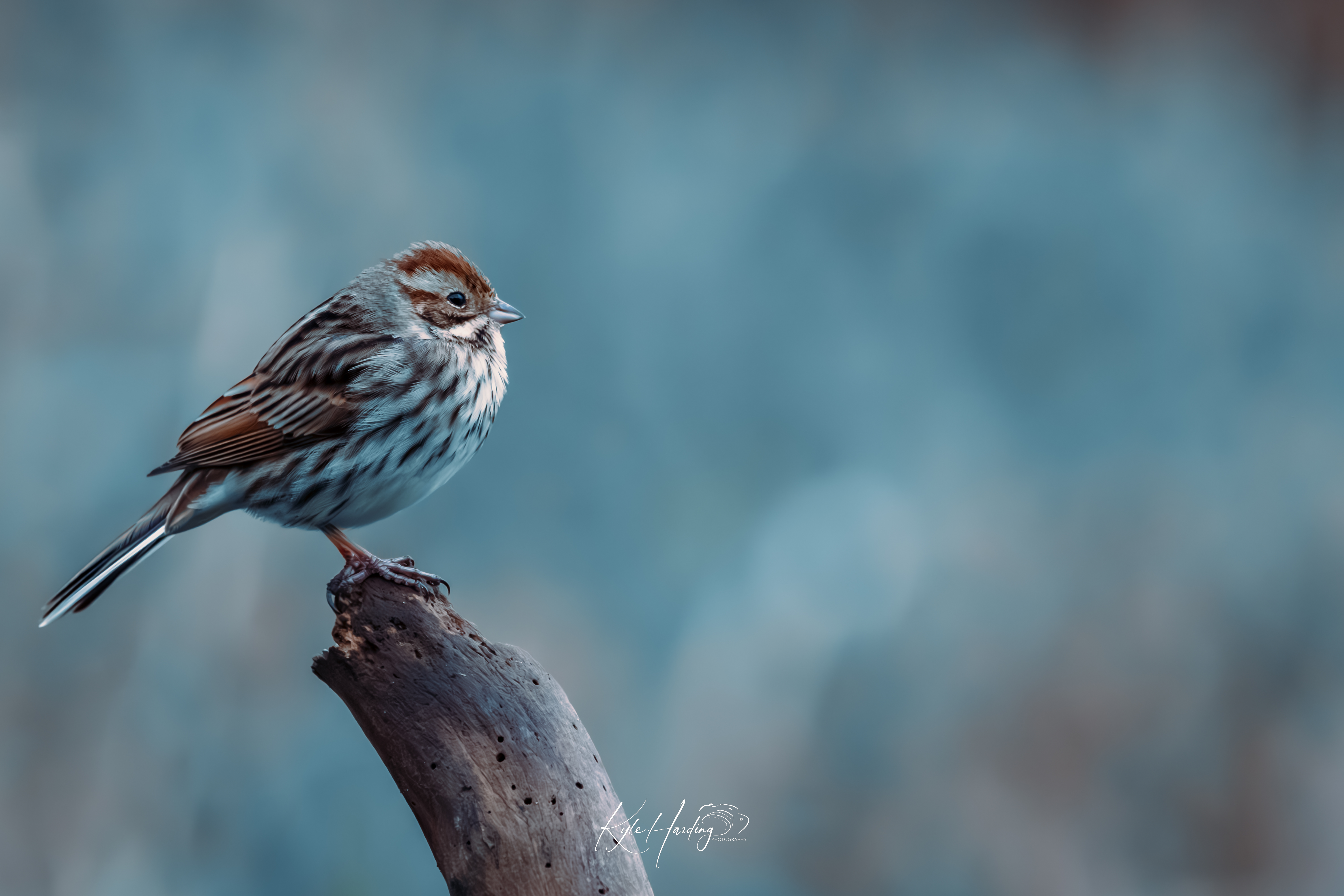 GuruShots - February 2026