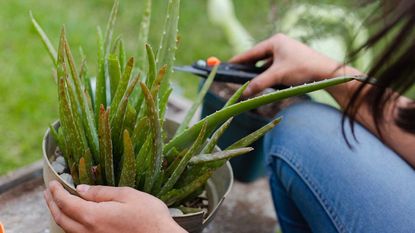 person tending to an aloe vera plant