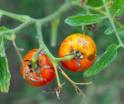 Tomato Diseases Gardeners Need To Know & How To Treat Them | Gardening ...