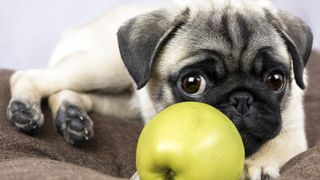 Pug puppy with green apple